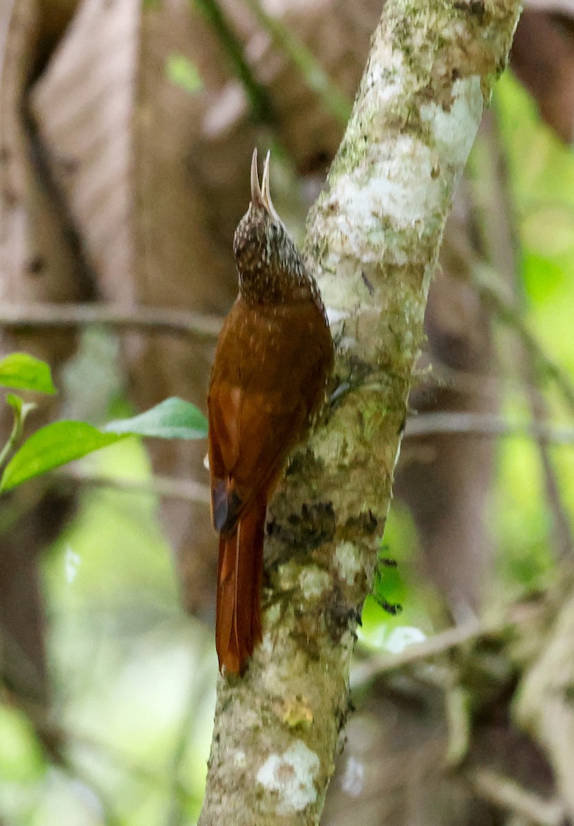 Montane Woodcreeper - ML644060478