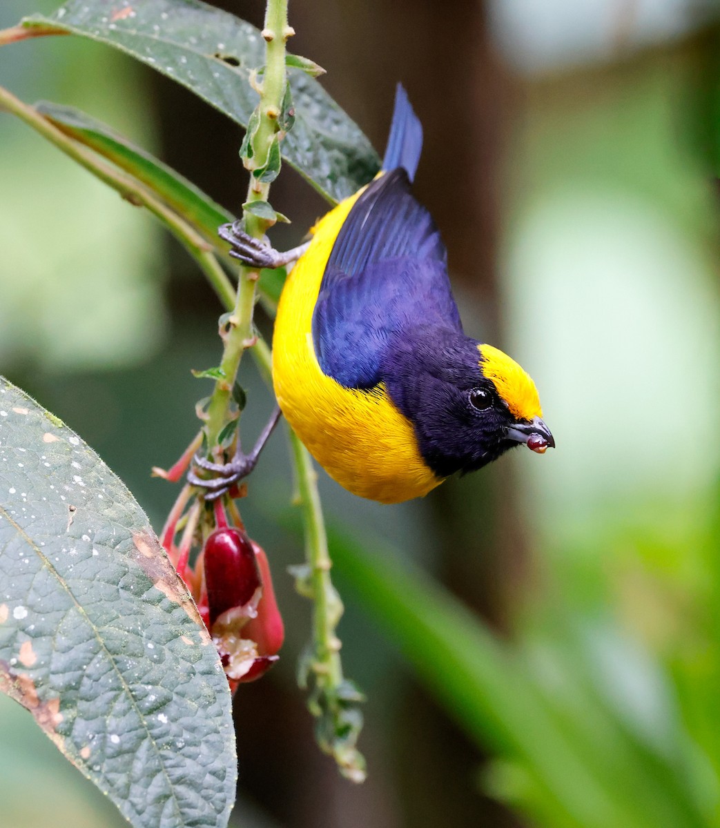 Orange-bellied Euphonia - ML644060492