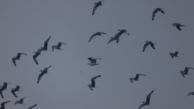 Mouette tridactyle - ML644060500