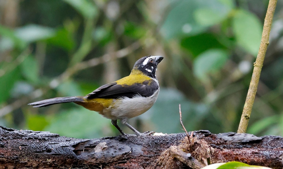 Black-winged Saltator - ML644060521