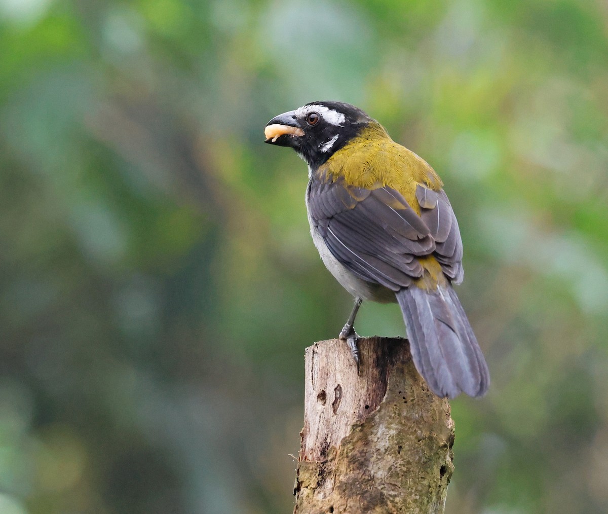 Black-winged Saltator - ML644060522
