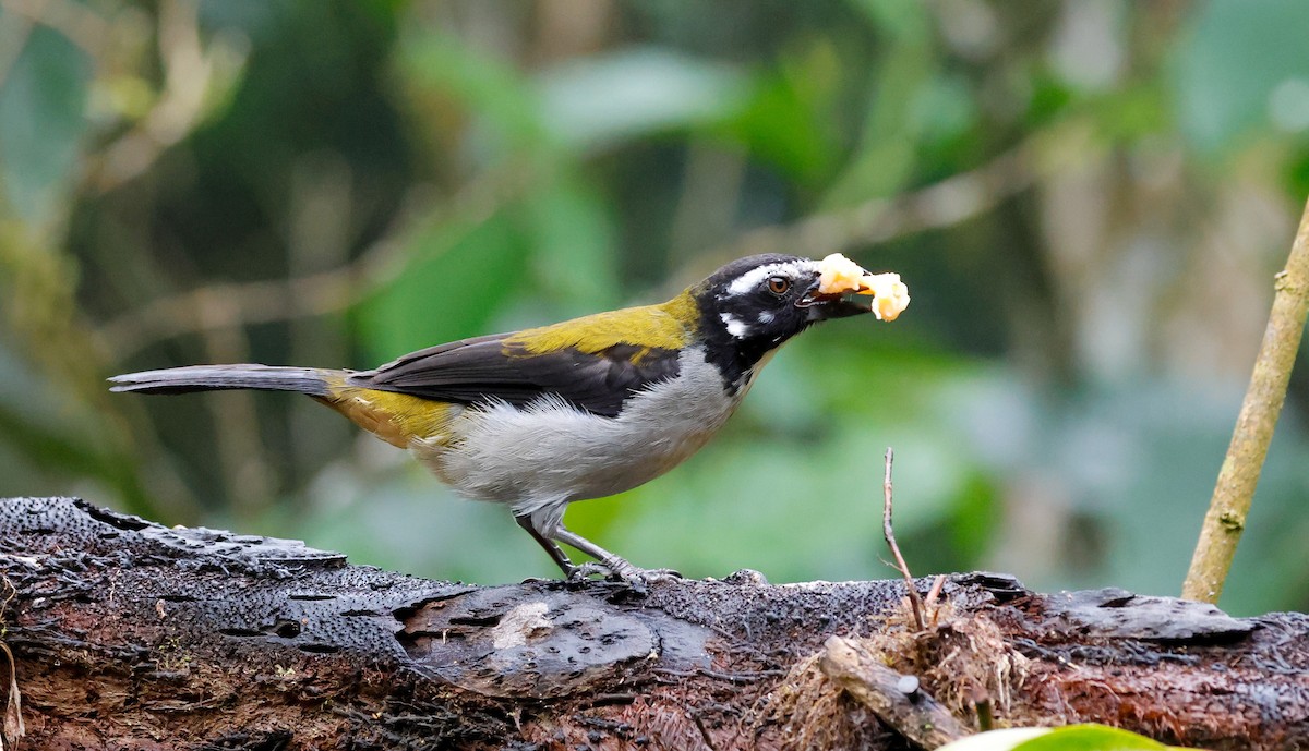 Black-winged Saltator - ML644060523