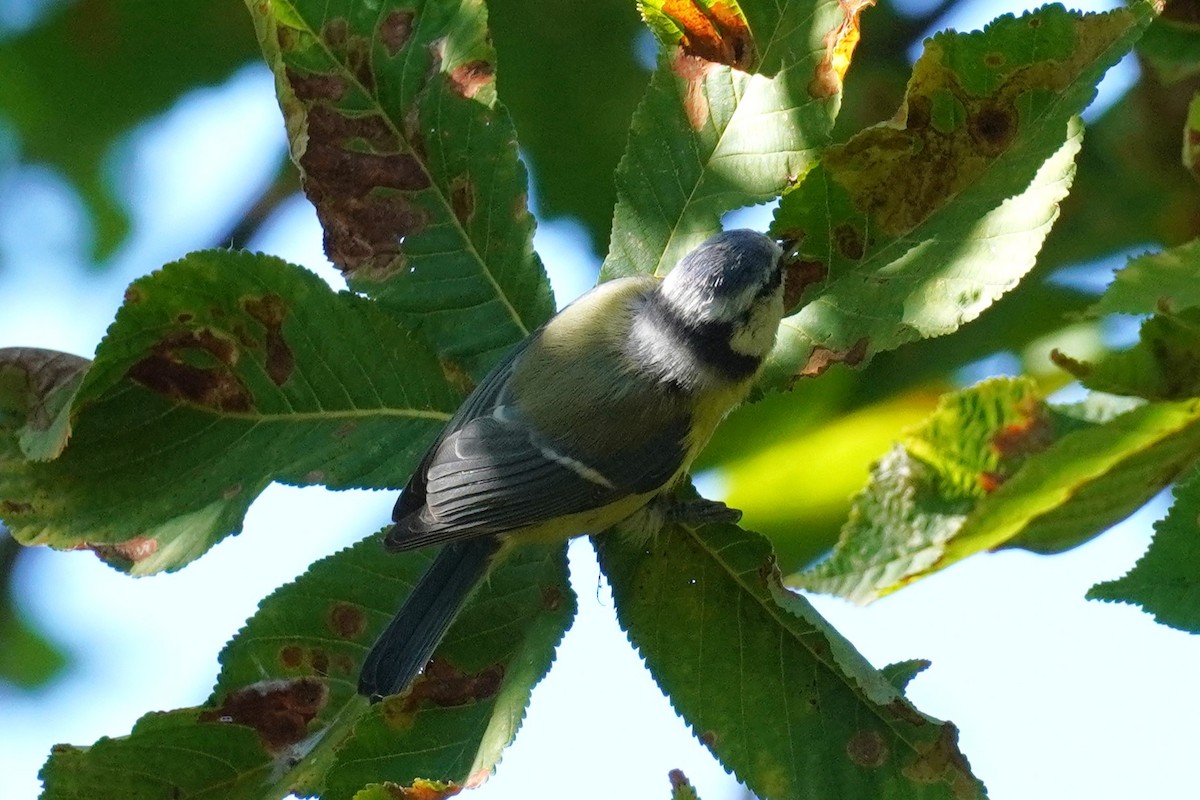 Eurasian Blue Tit - ML644060525