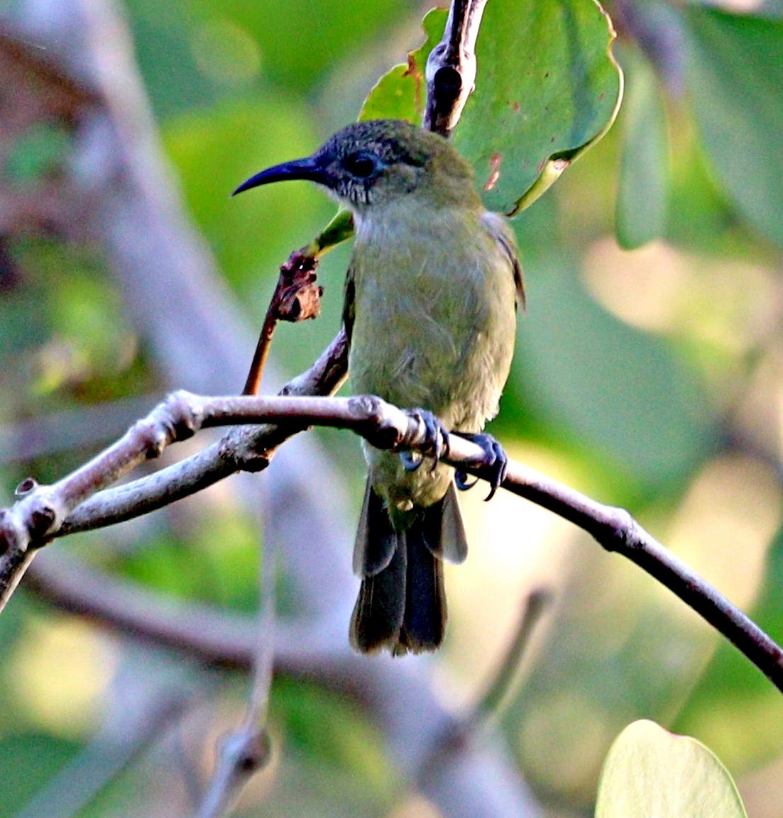 Sunda Honeyeater - ML644060531