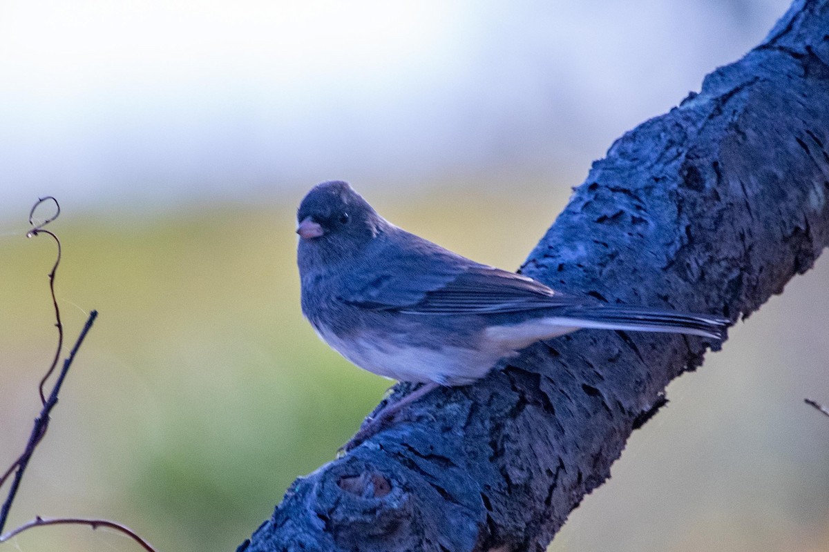 Dark-eyed Junco (Slate-colored) - ML644060532