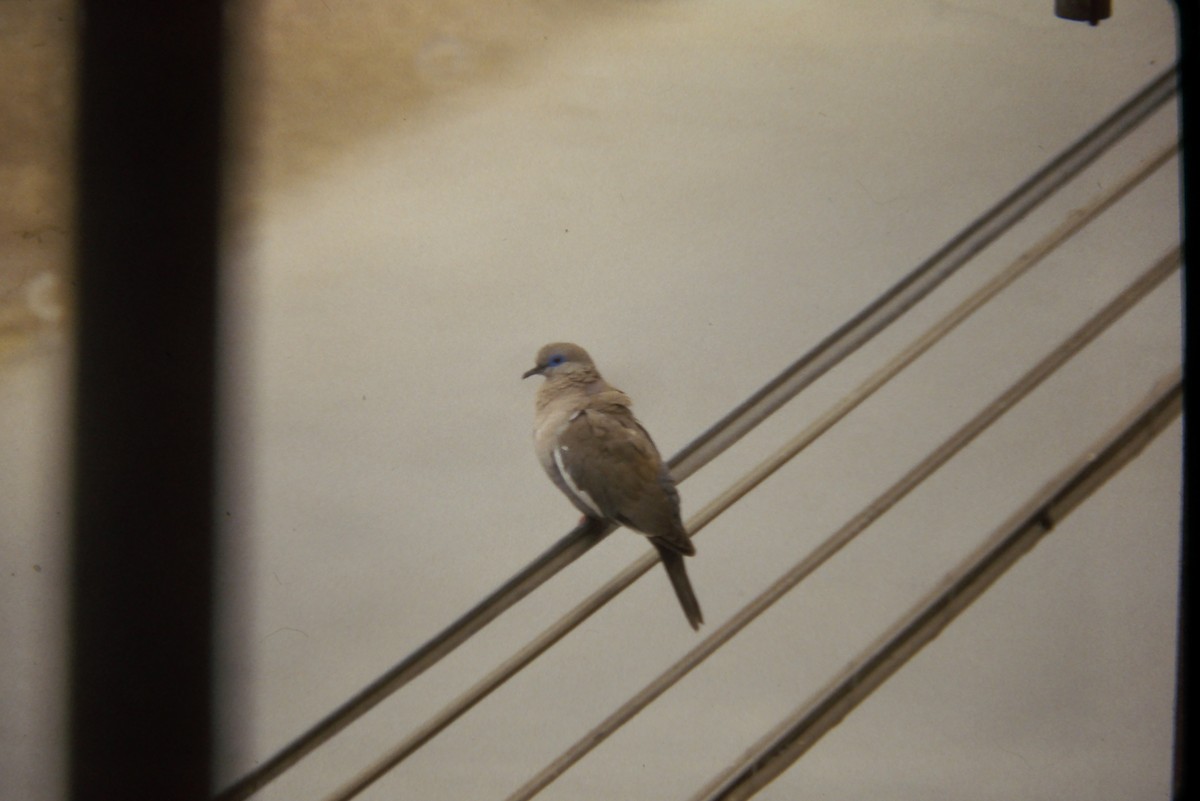 West Peruvian Dove - ML644060538