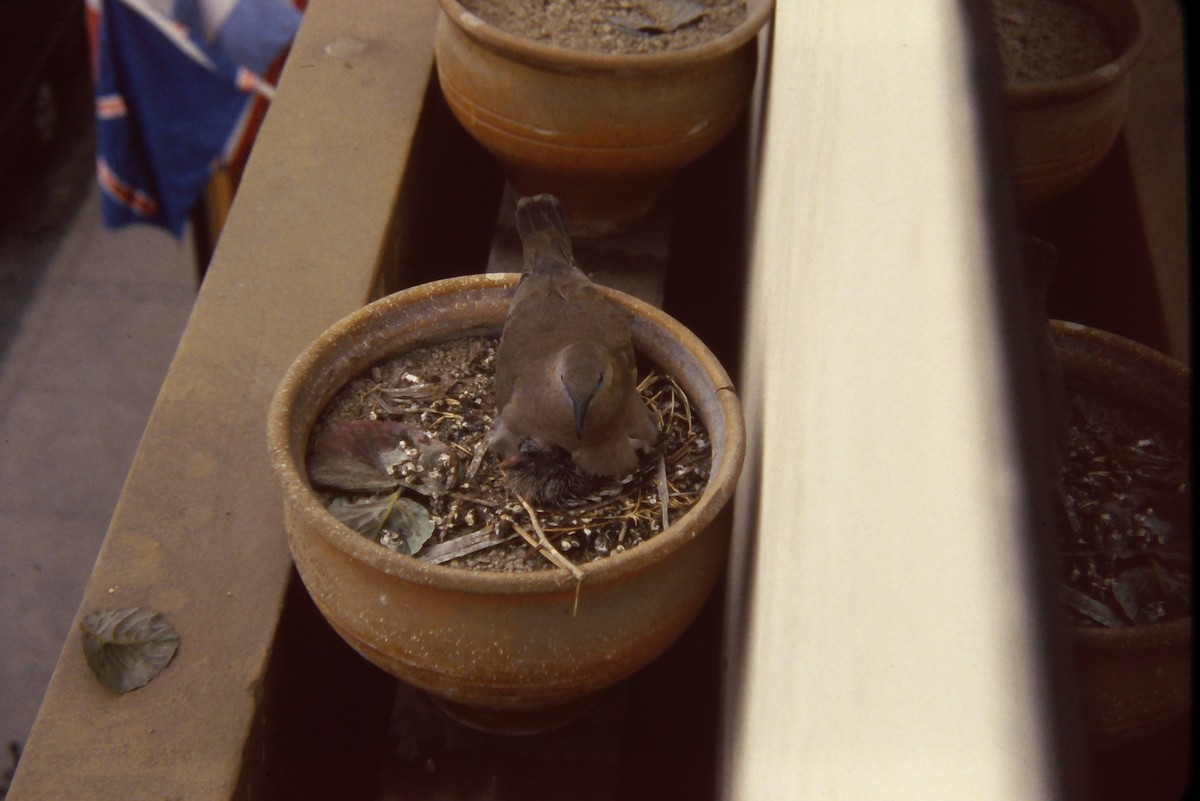 West Peruvian Dove - ML644060539