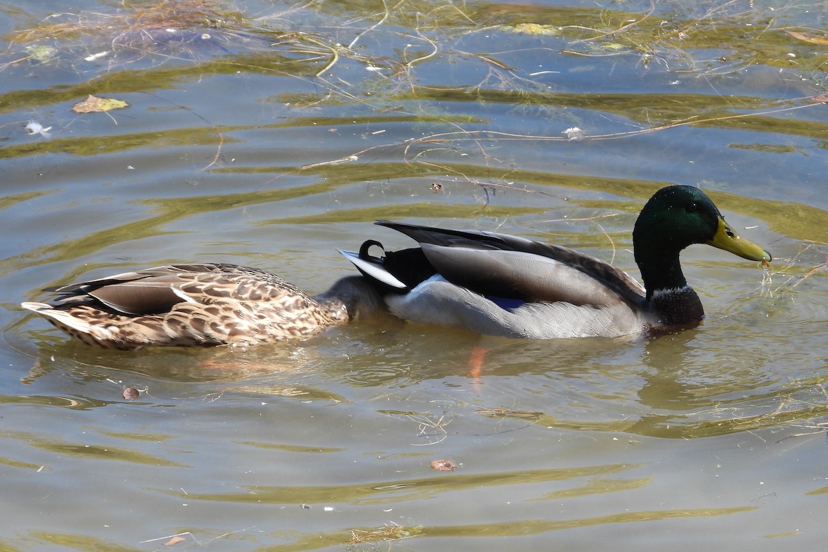 kachna divoká - ML644060543