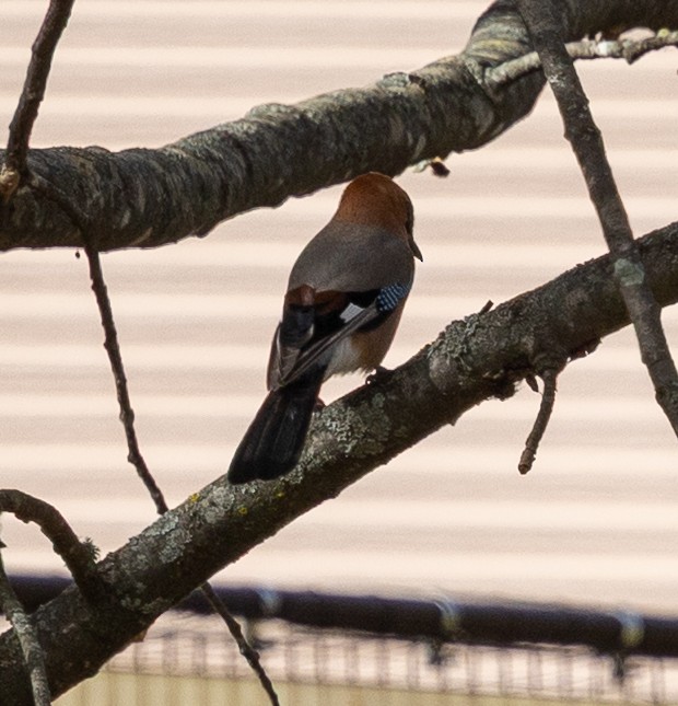 Ятга шаазгай - ML644060551