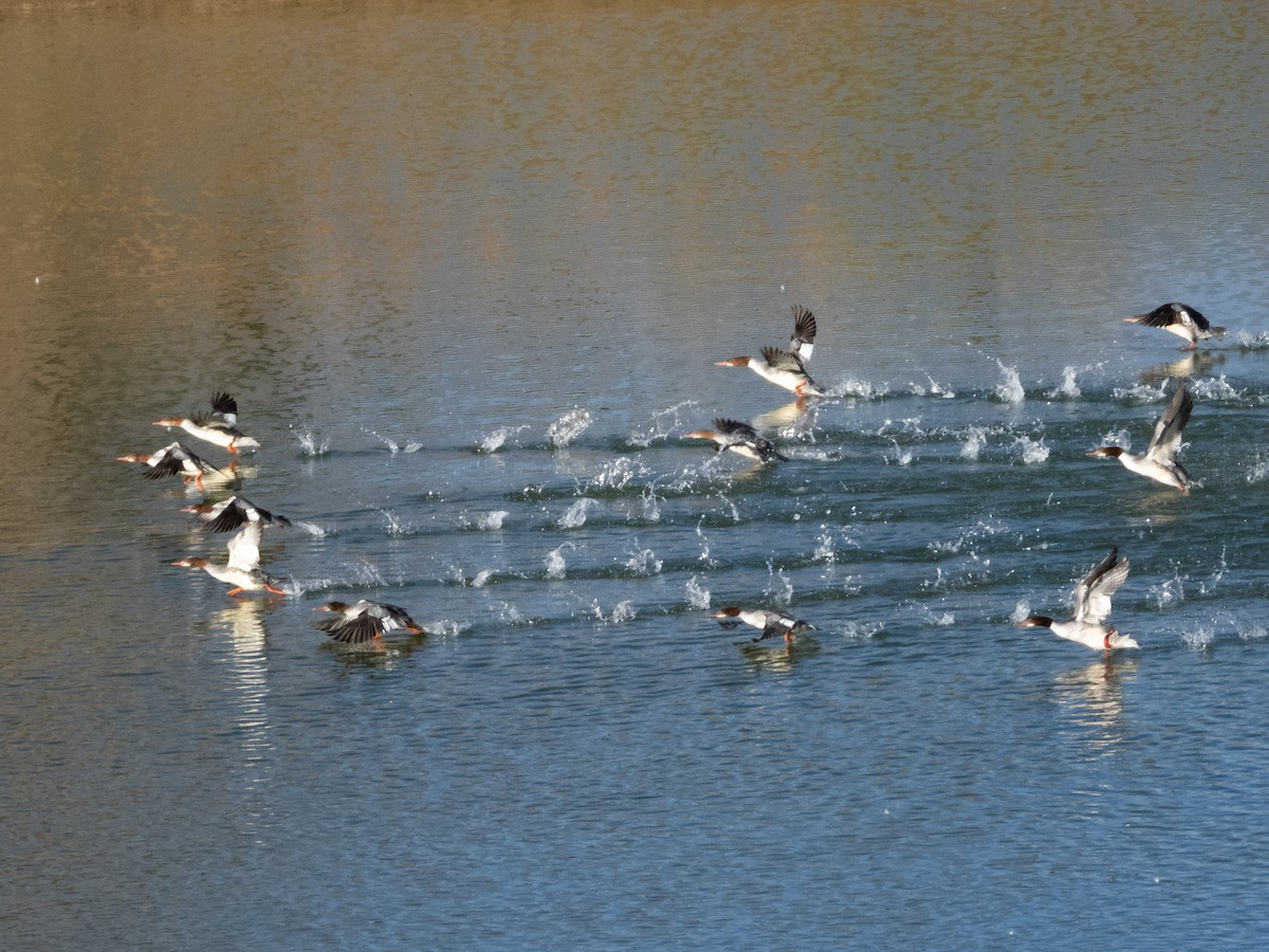 Common Merganser - ML644060559