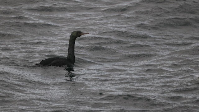 Cormoran pélagique - ML644060560