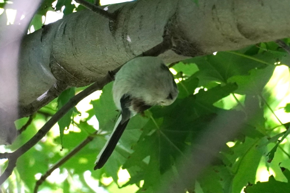 Long-tailed Tit - ML644060564
