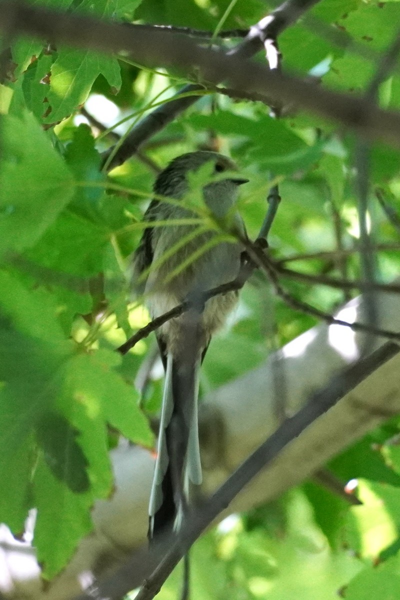Long-tailed Tit - ML644060565