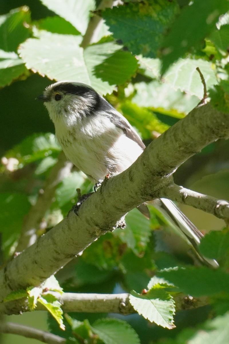 Long-tailed Tit - ML644060566
