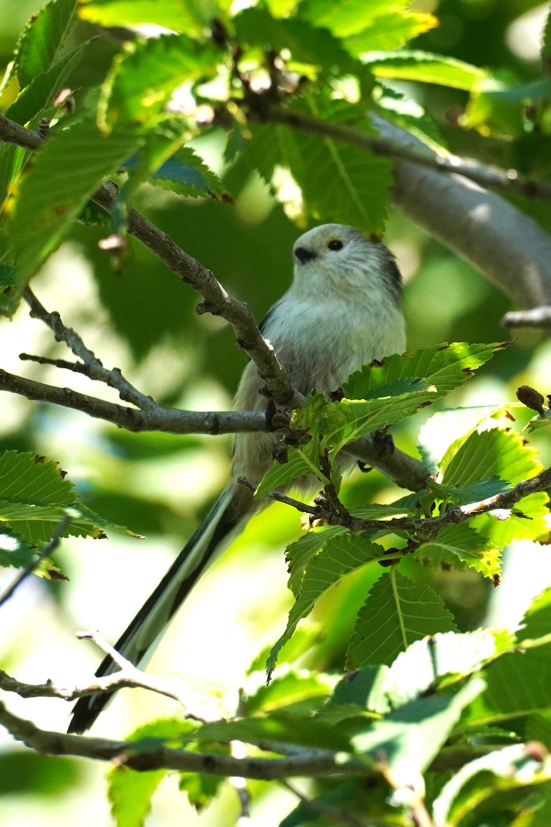 Long-tailed Tit - ML644060567