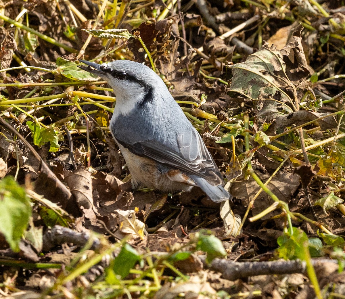 ゴジュウカラ - ML644060568
