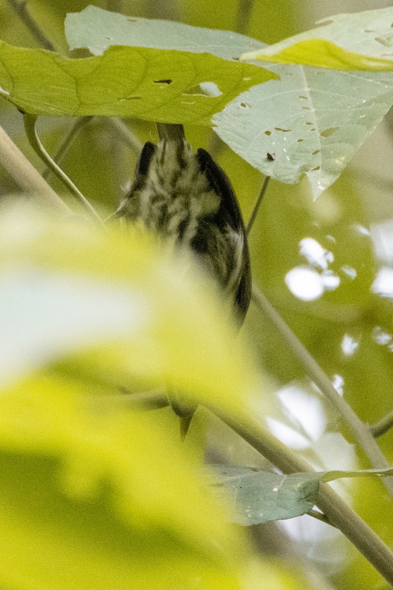 vousák rudokápý - ML644060586
