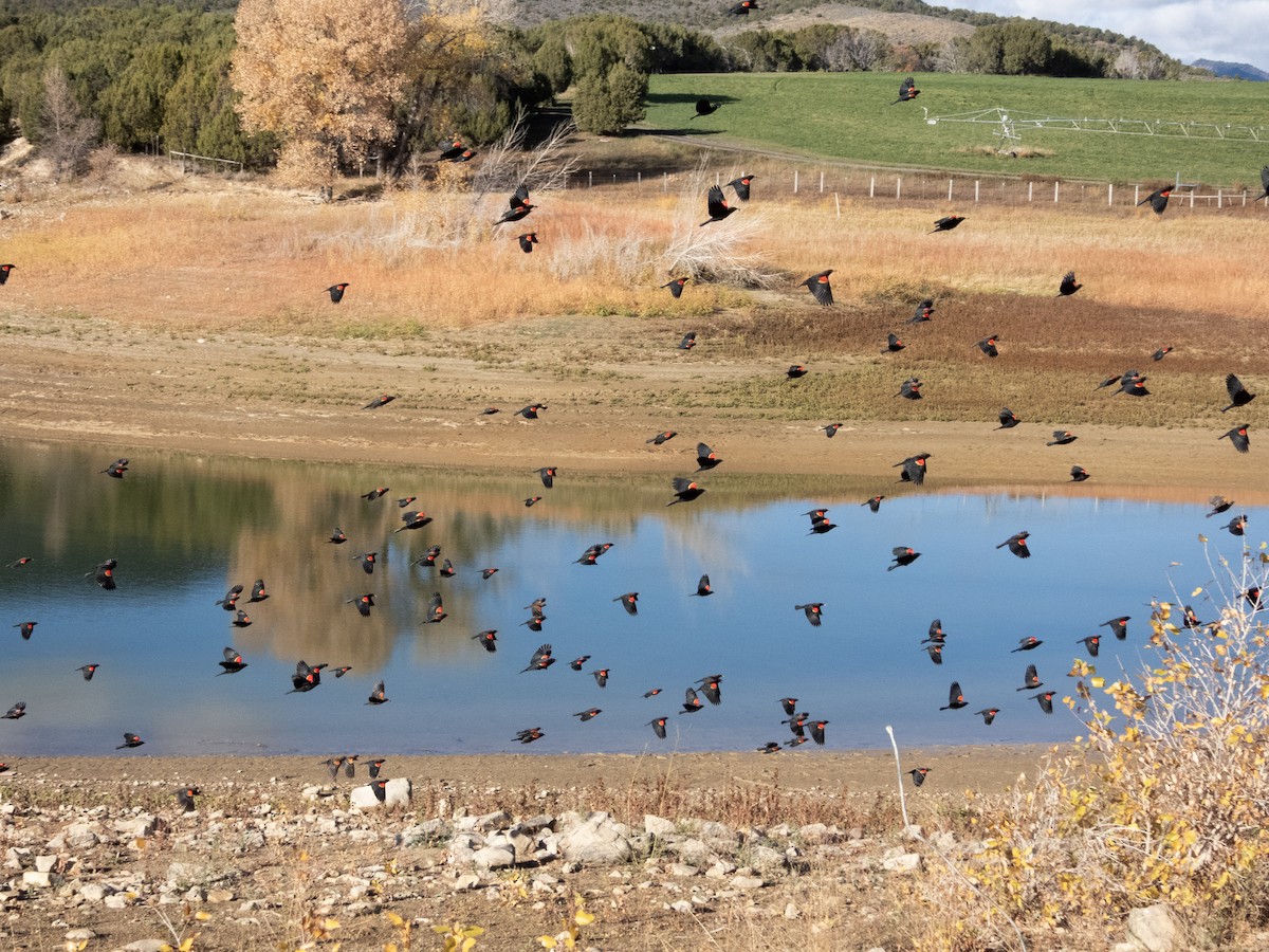 Red-winged Blackbird - ML644060599