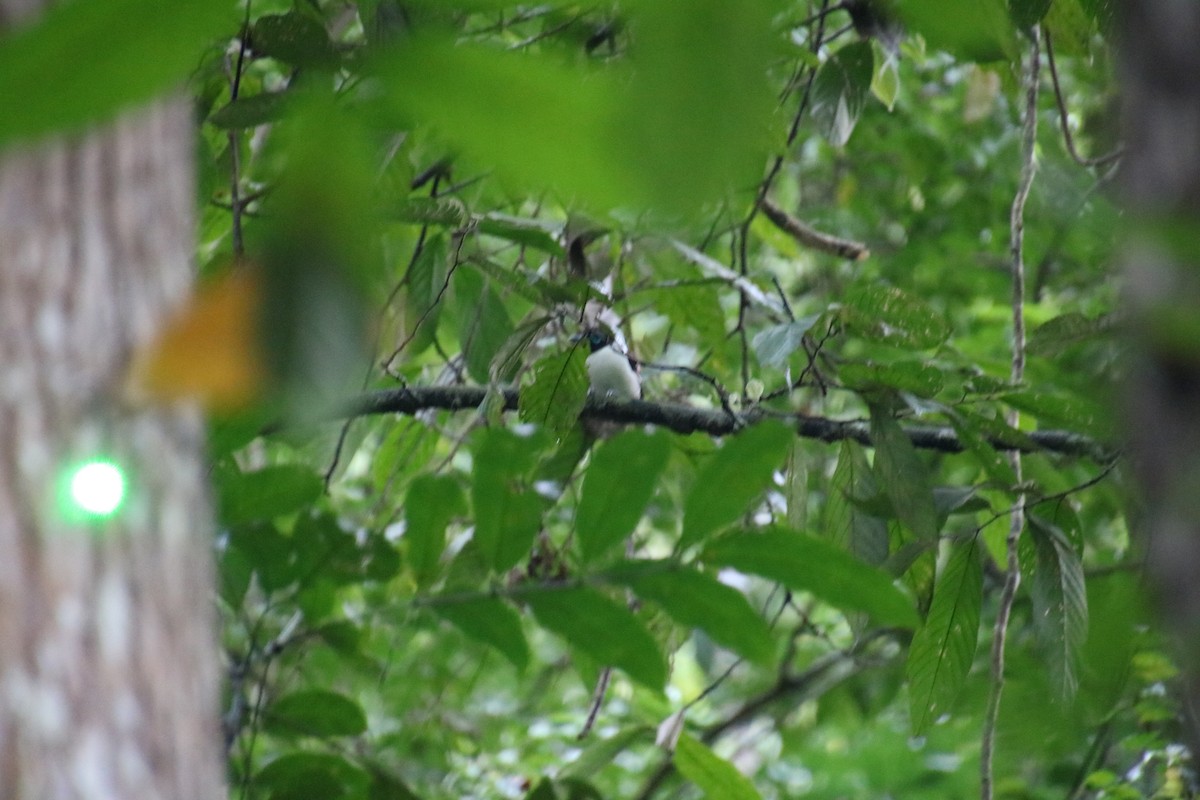 Рогодзьоб самарійський - ML644060611