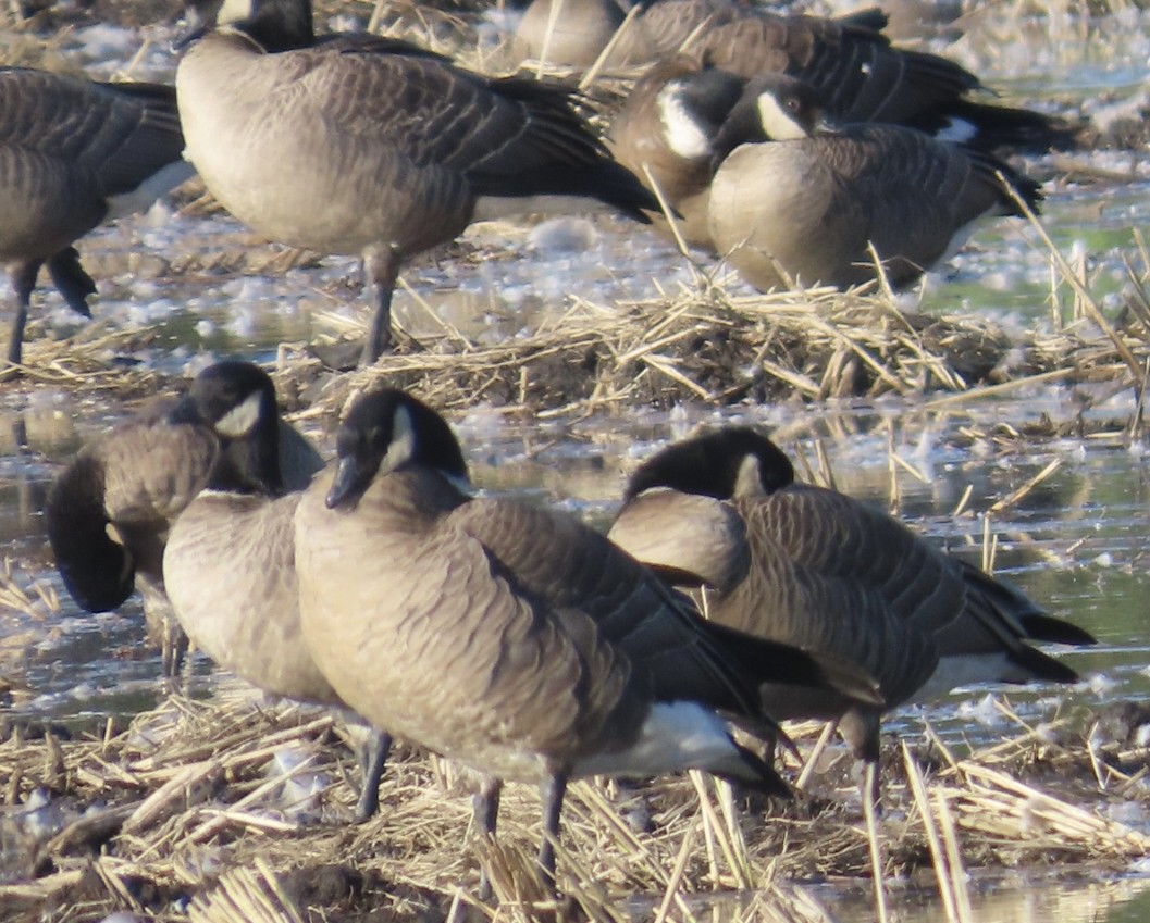 berneška malá (ssp. leucopareia) - ML644060617