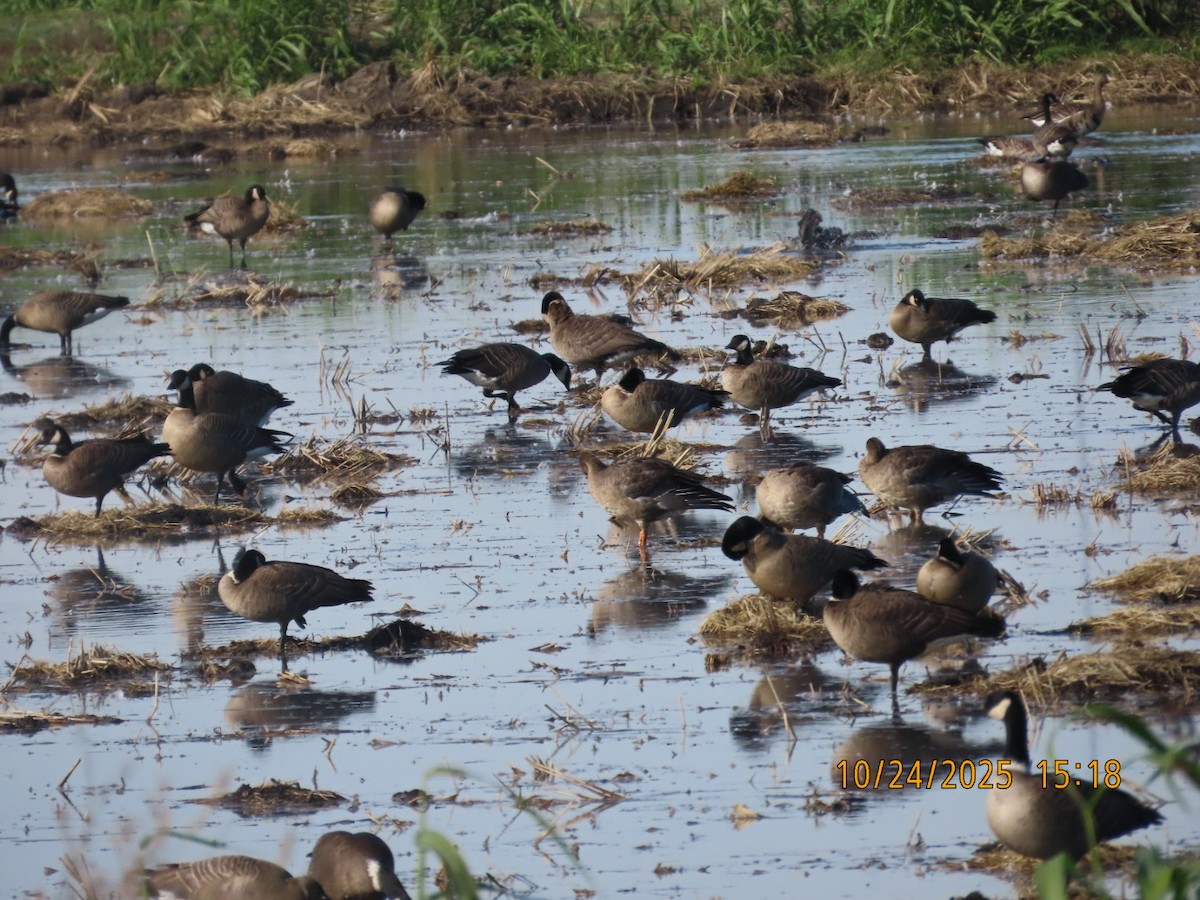 berneška malá (ssp. leucopareia) - ML644060619