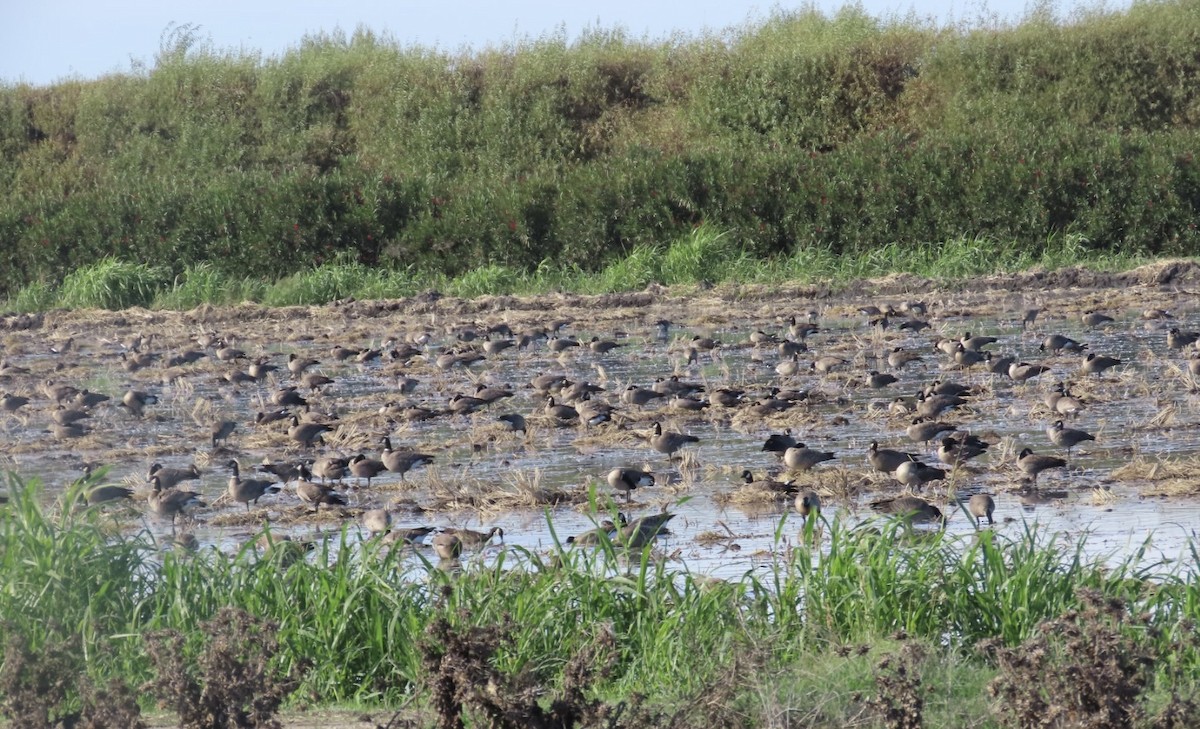 berneška malá (ssp. leucopareia) - ML644060620