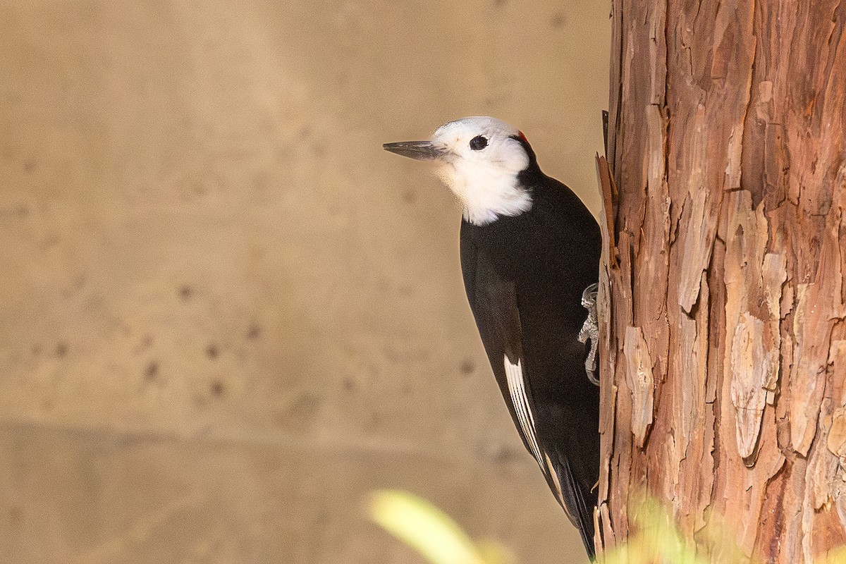 White-headed Woodpecker - ML644060621