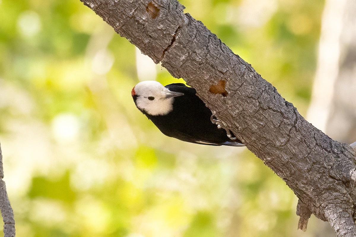 White-headed Woodpecker - ML644060622