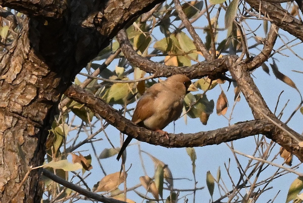 Masked Finch - ML644060623