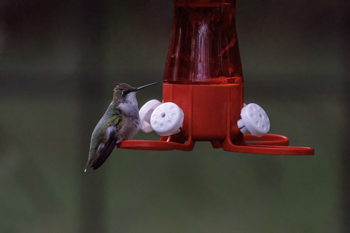 Ruby-throated Hummingbird - ML644060646