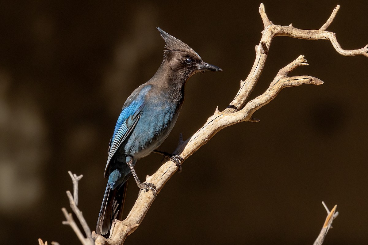 Steller's Jay (Coastal) - ML644060647