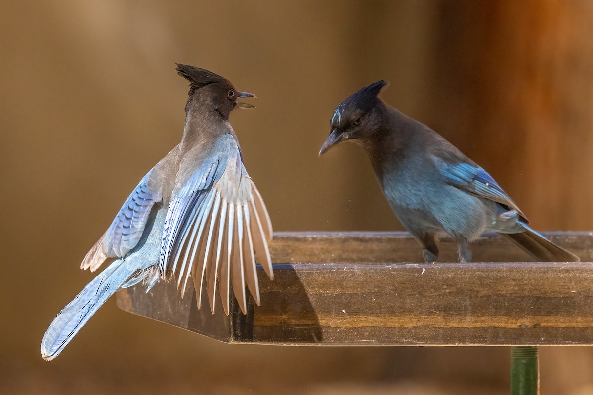 Steller's Jay (Coastal) - ML644060648
