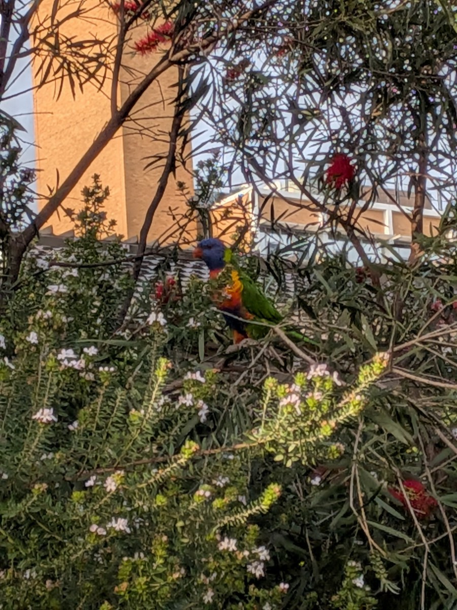 Rainbow Lorikeet - ML644060653