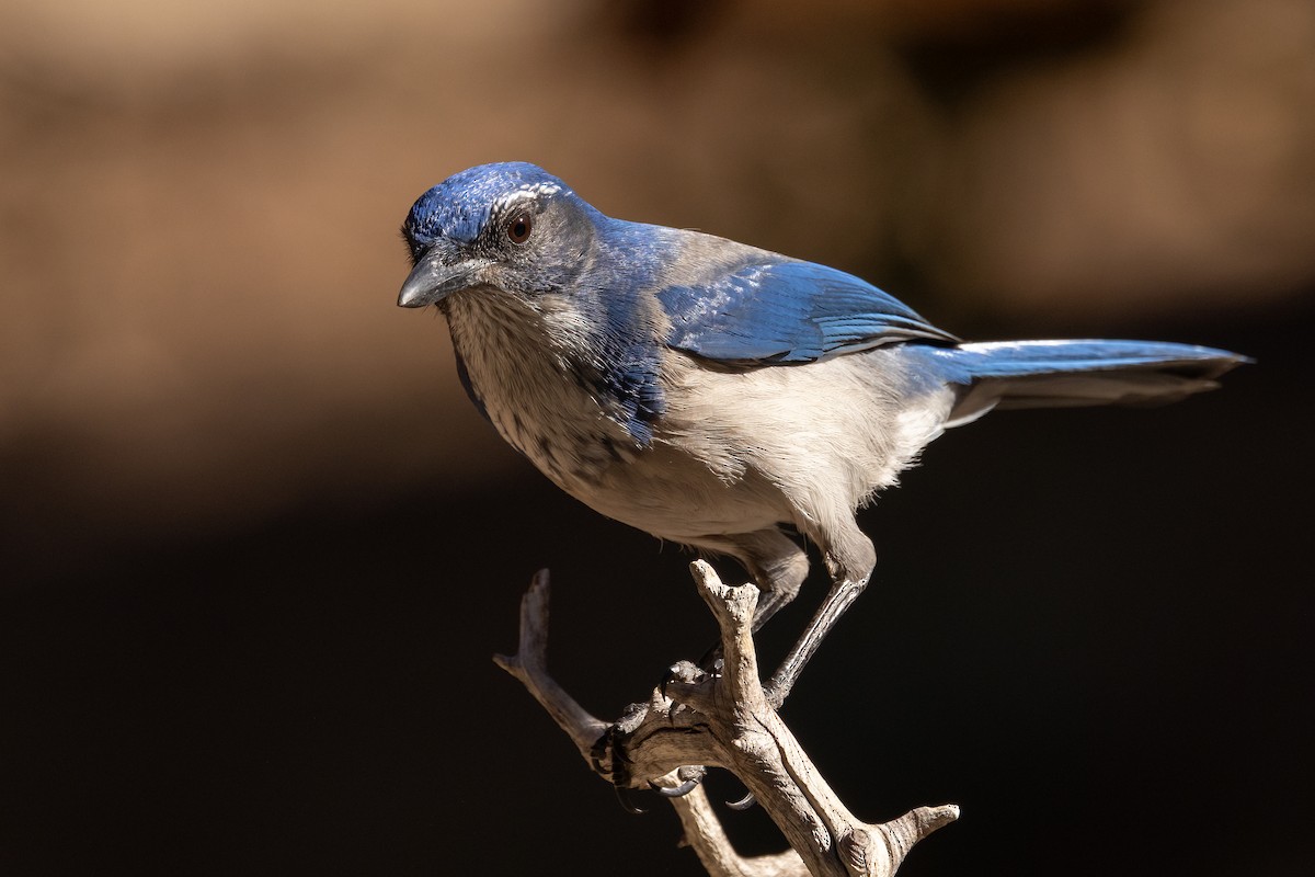 California Scrub-Jay - ML644060656