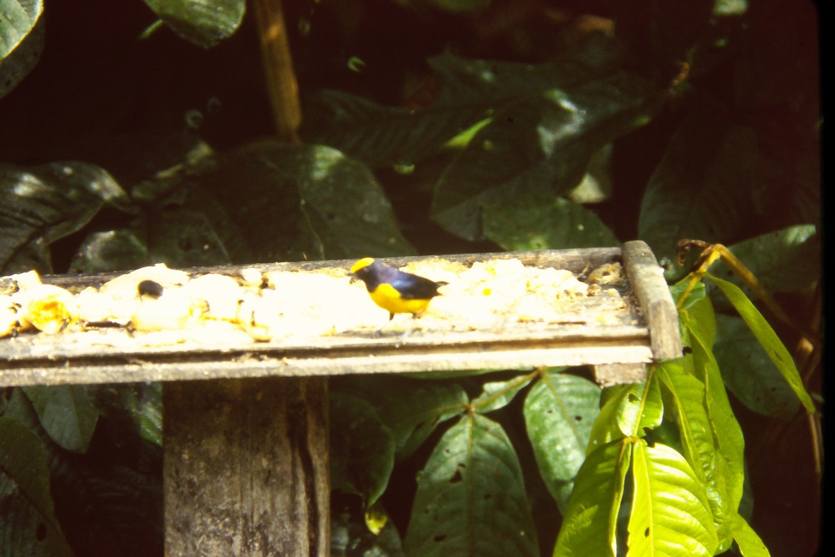 Orange-bellied Euphonia - ML644060664