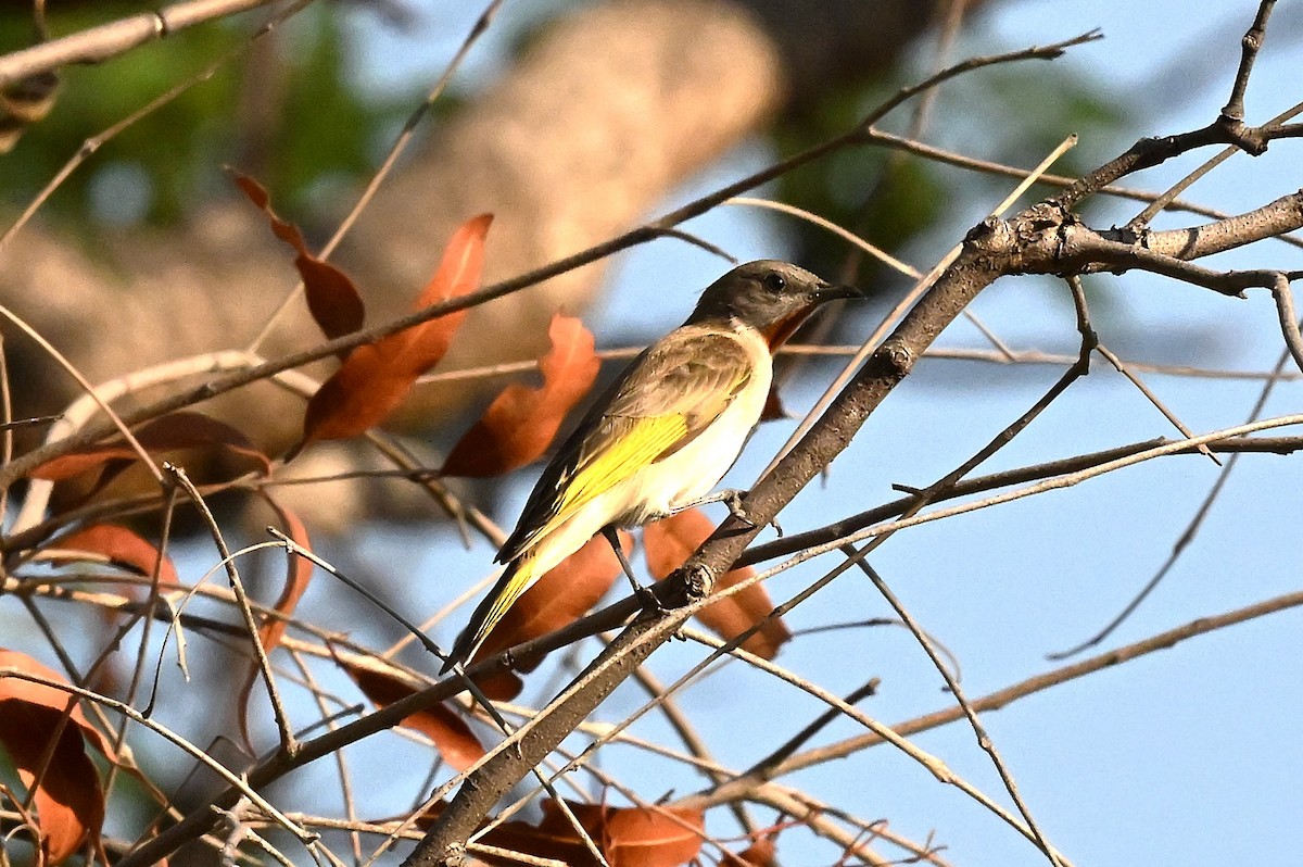 Méliphage à gorge rousse - ML644060667