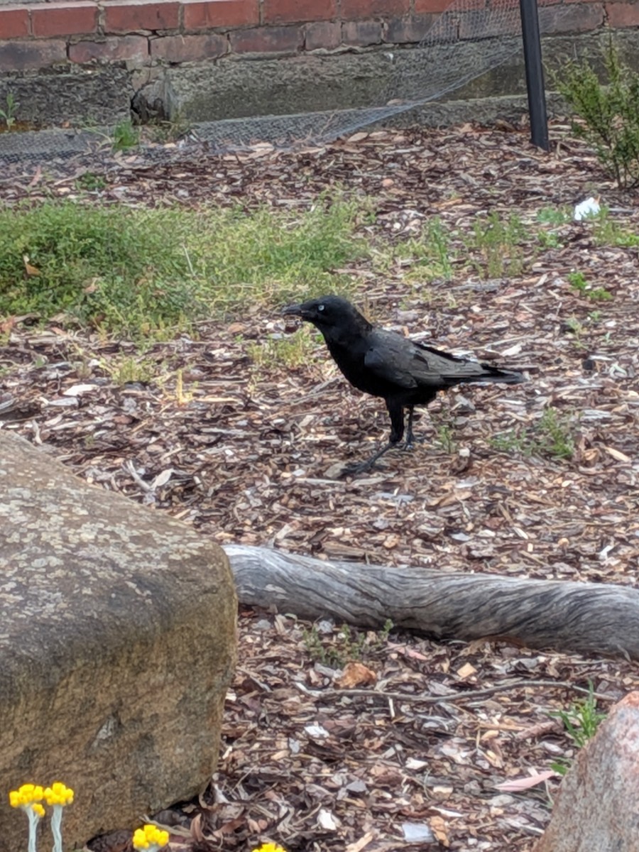 Little Raven - ML644060682