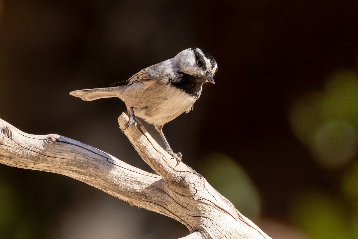 Mountain Chickadee - ML644060683