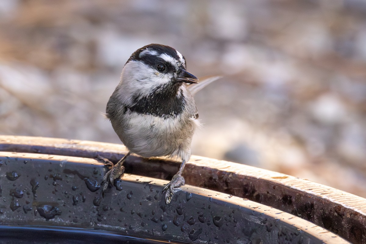 Mountain Chickadee - ML644060684