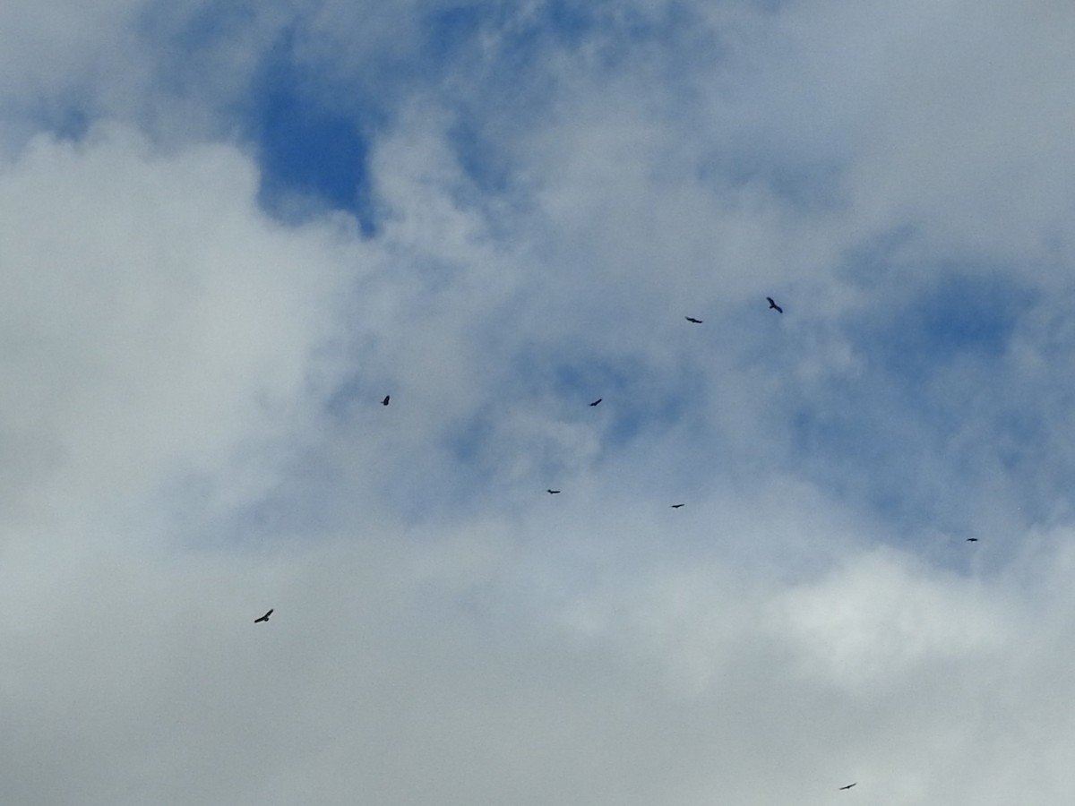 Turkey Vulture - ML644060688