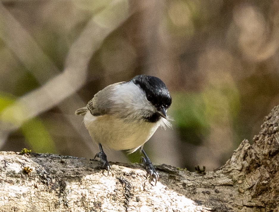 Хар толгойт хөх бух - ML644060693