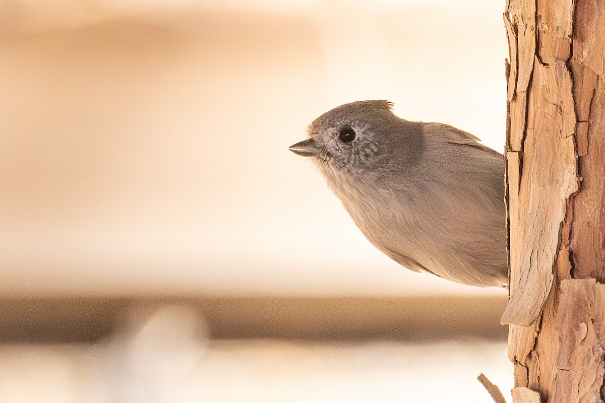 Oak Titmouse - ML644060699