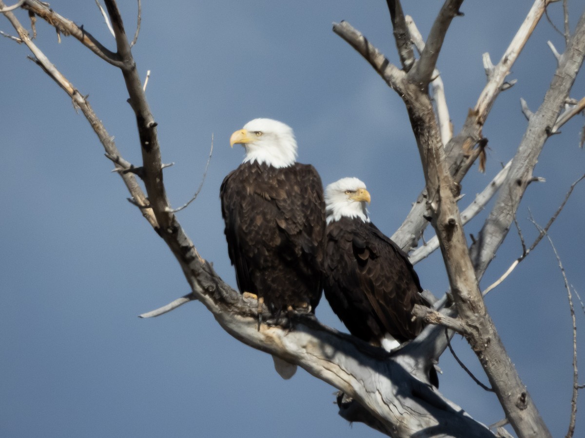 Bald Eagle - ML644060700