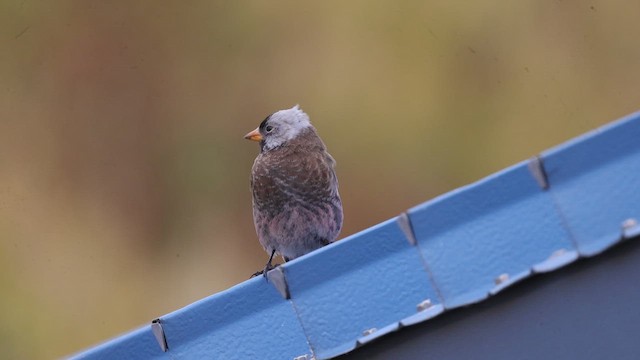 Roselin à tête grise (griseonucha) - ML644060701