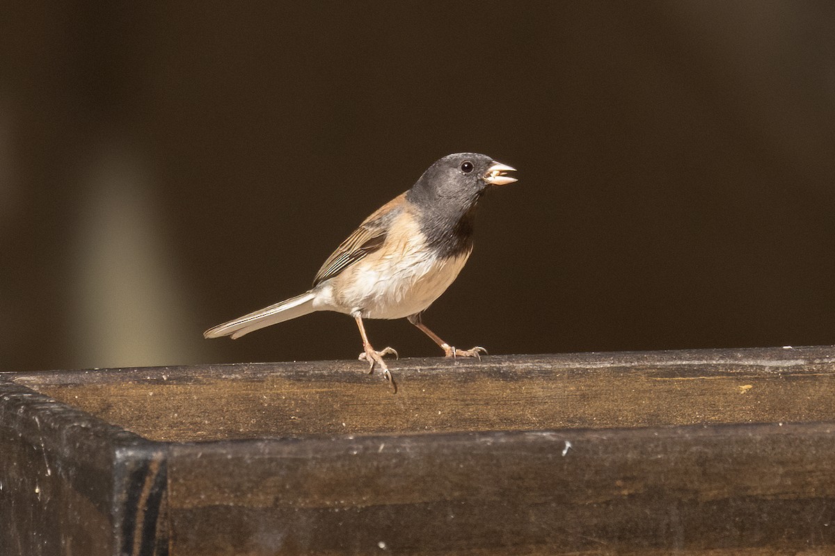 Dark-eyed Junco - ML644060705