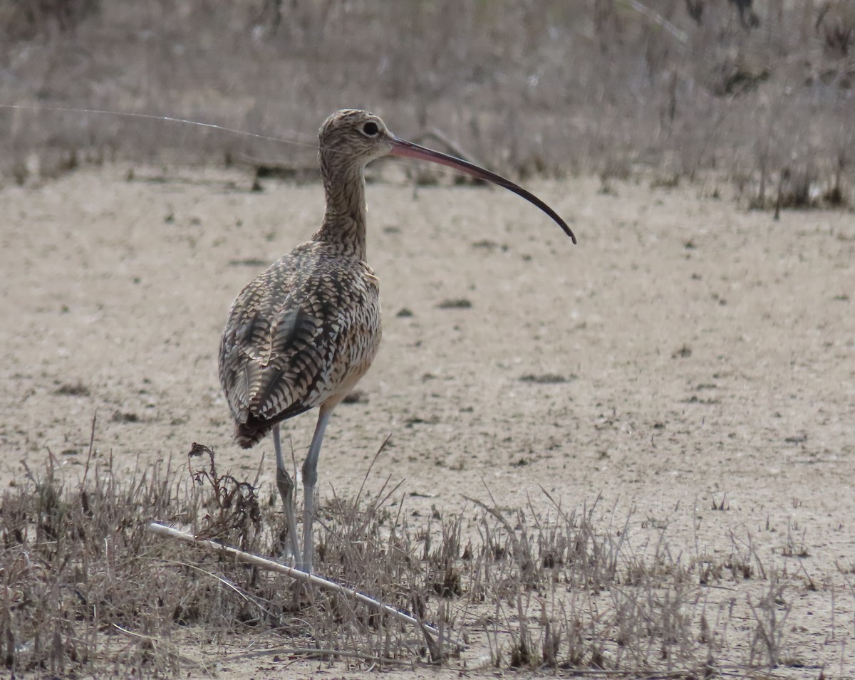 Long-billed Curlew - ML644060710