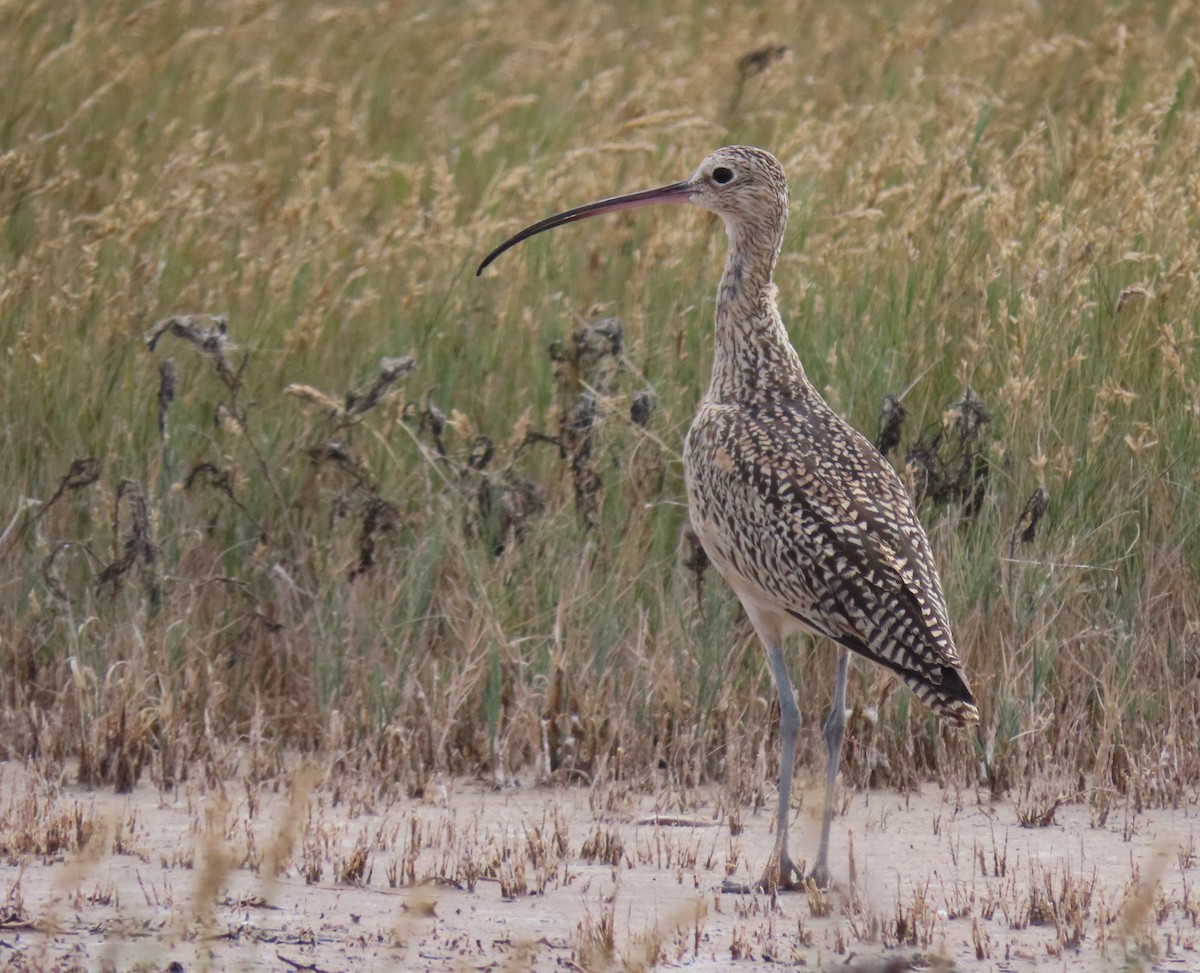 Long-billed Curlew - ML644060711