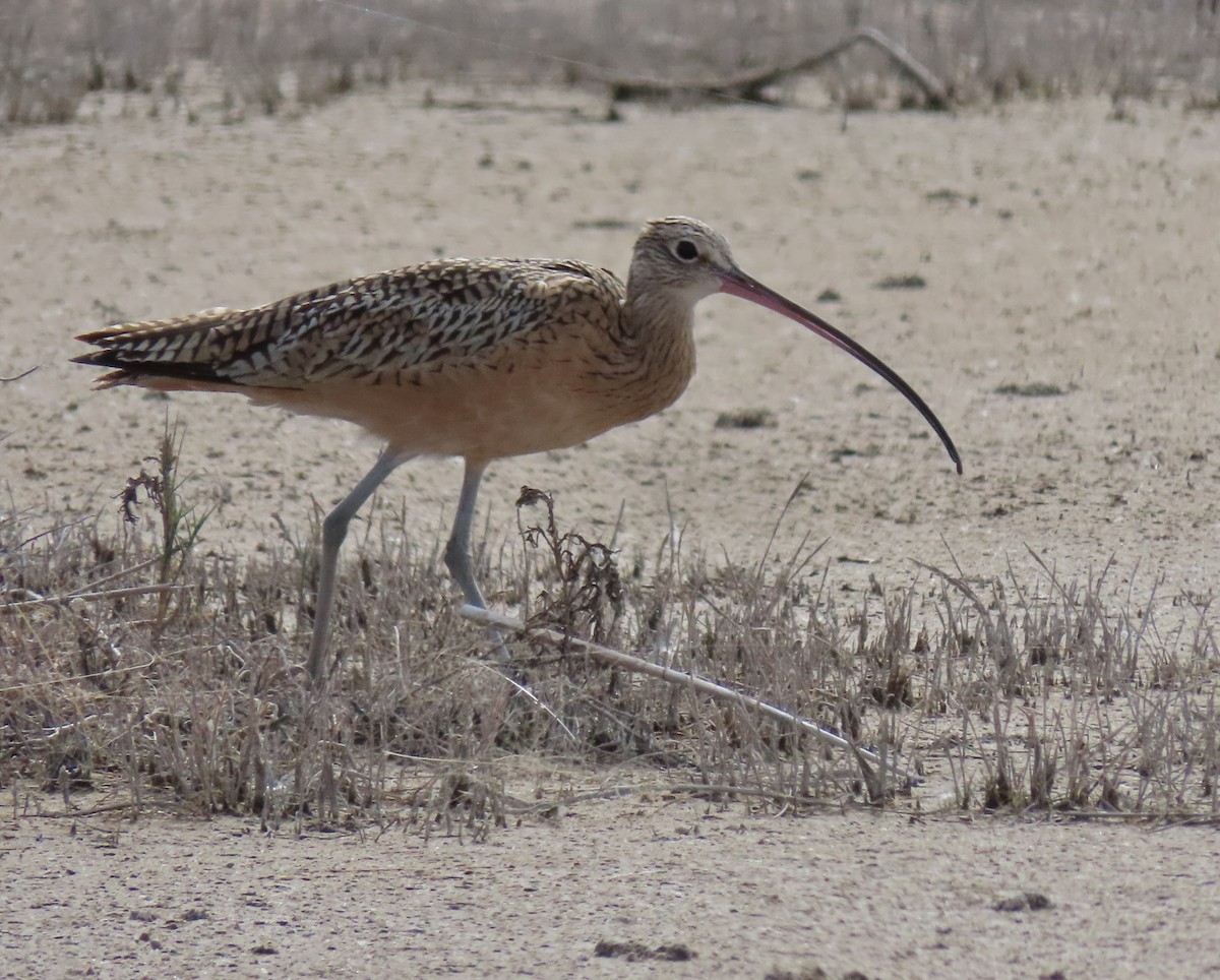 Long-billed Curlew - ML644060712