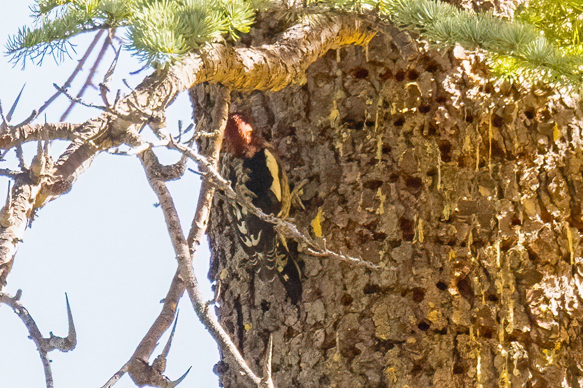 Red-breasted Sapsucker - ML644060721
