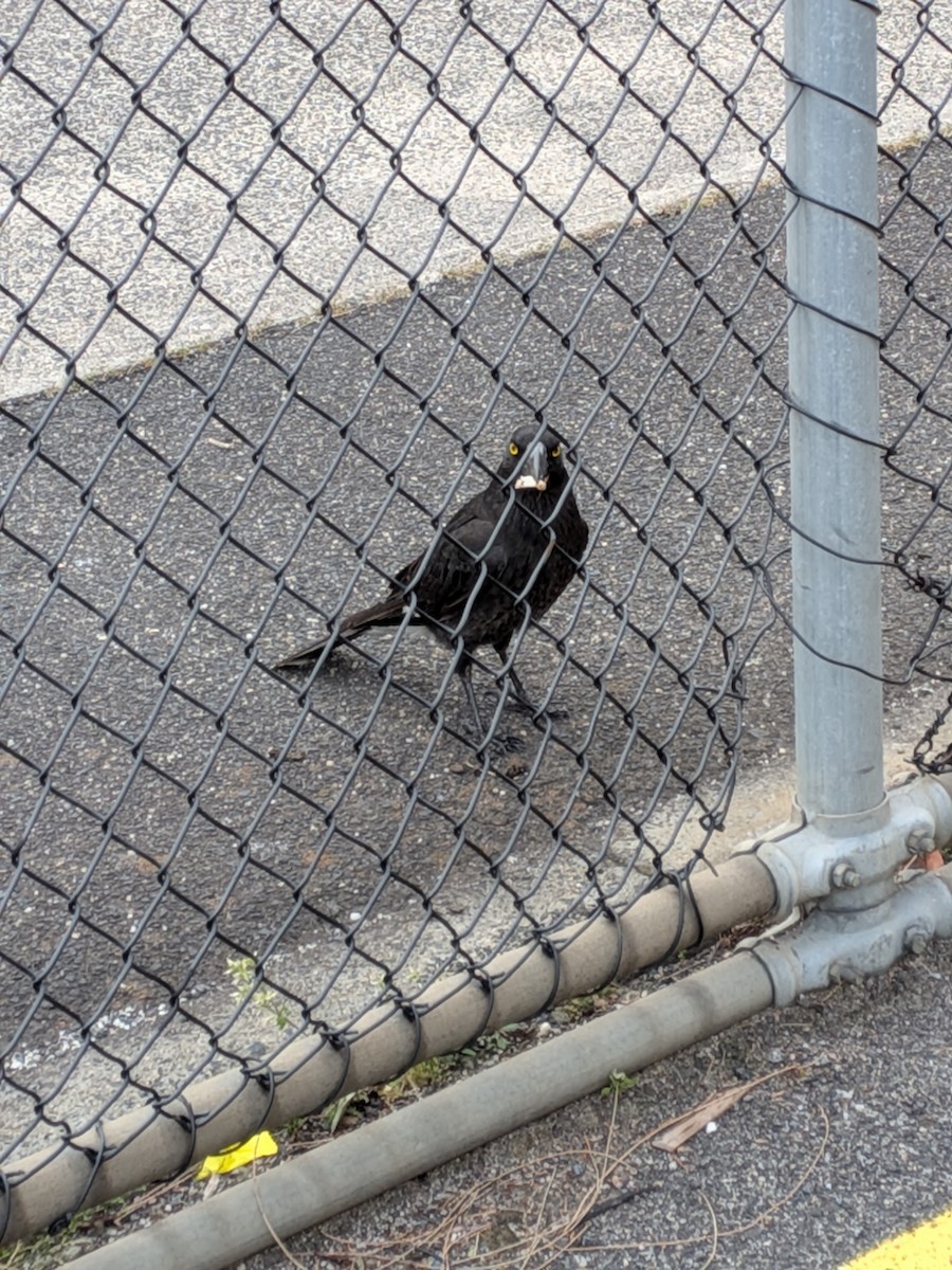 Pied Currawong - ML644060724